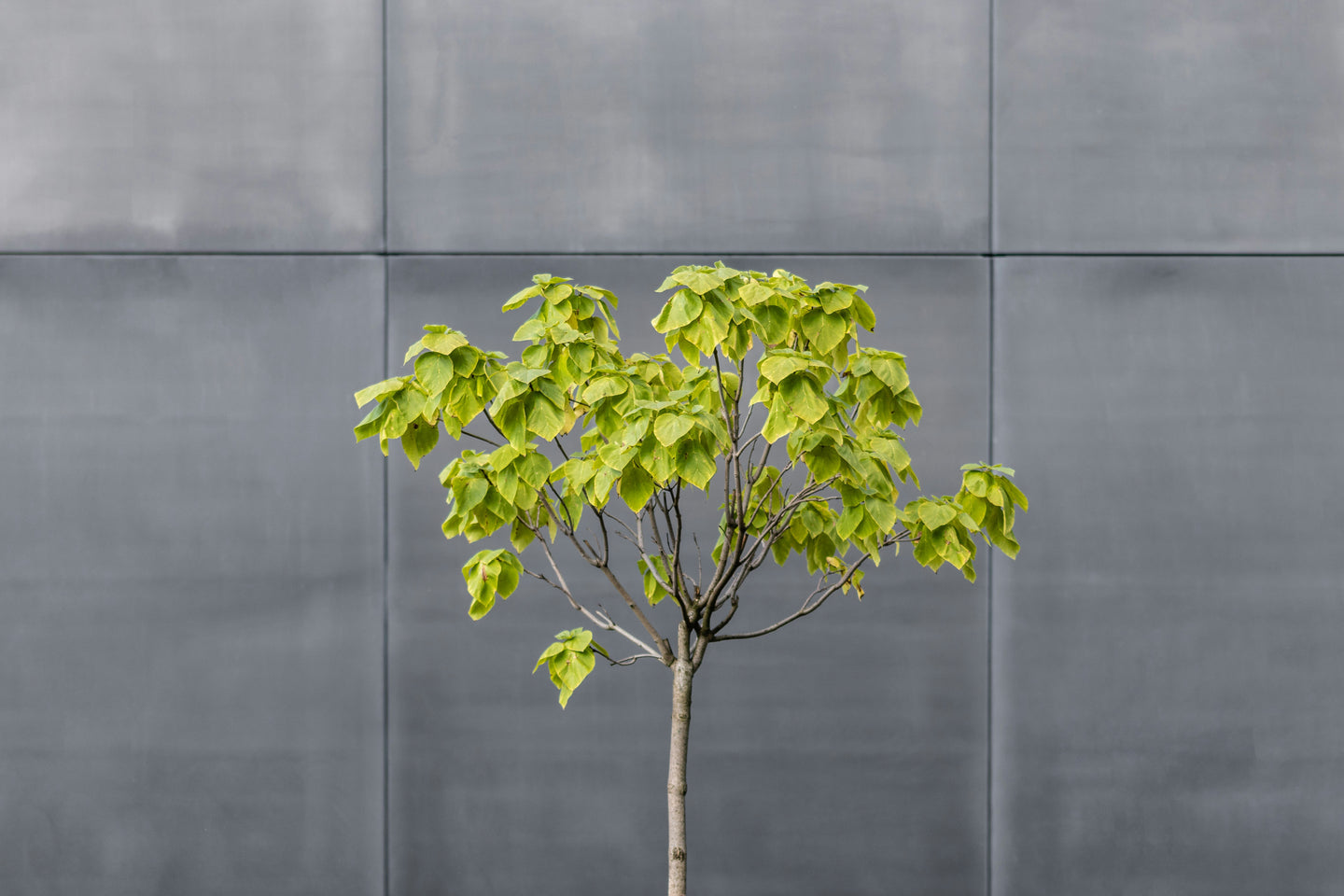 Why Trees Matter